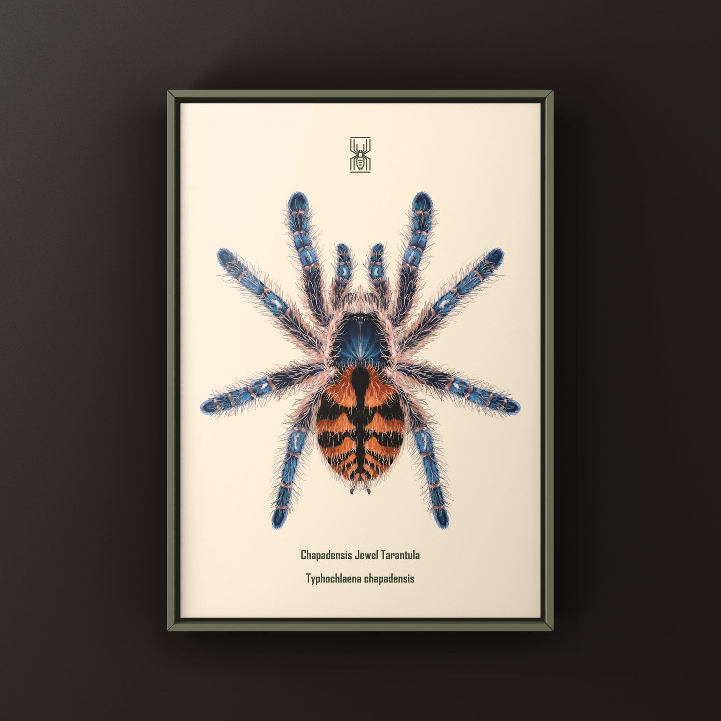 Chapadensis Jewel Tarantula, Typhochlaena Chapadensis, Photographic Art Print from The Silk Ranch