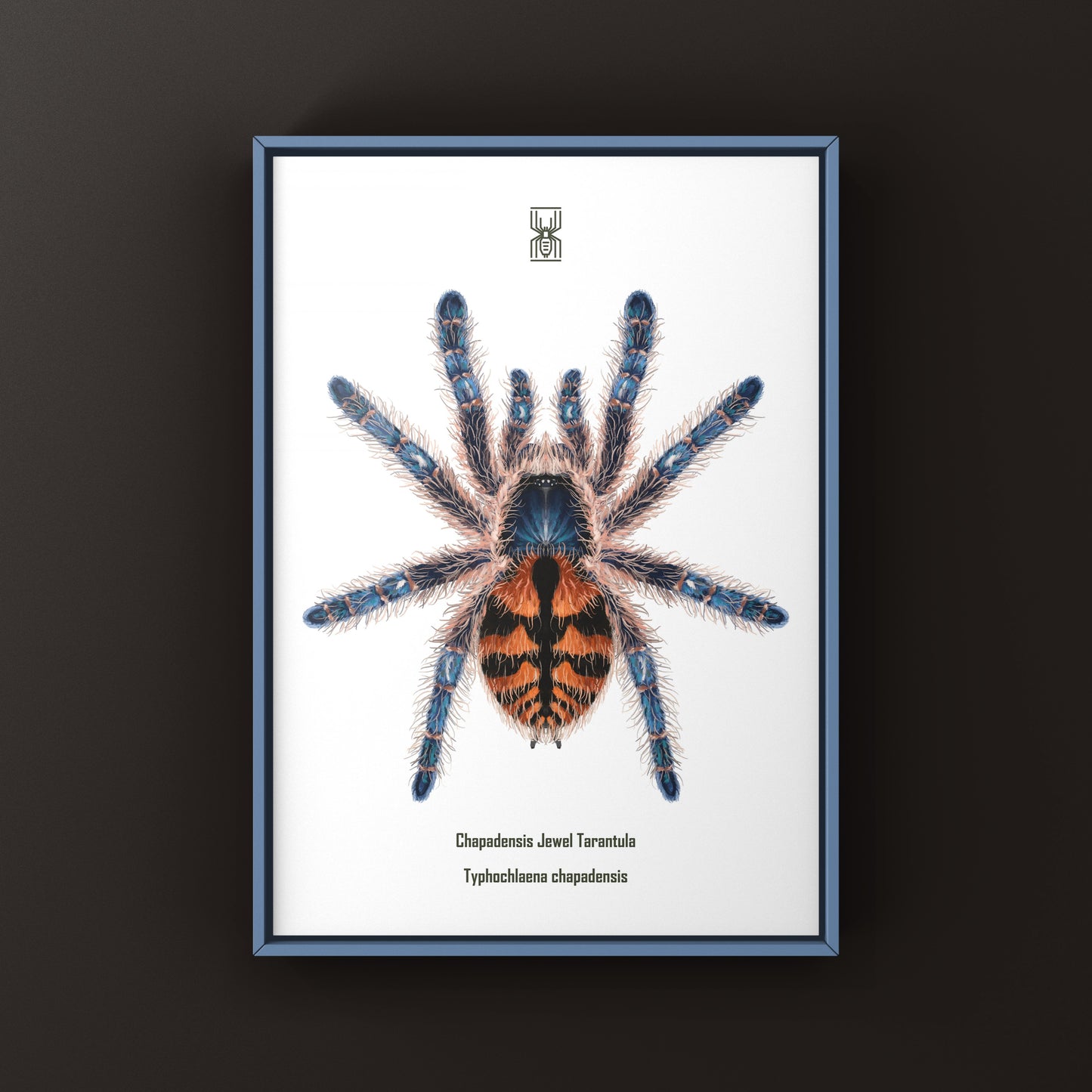 Chapadensis Jewel Tarantula, Typhochlaena Chapadensis, Photographic Art Print from The Silk Ranch