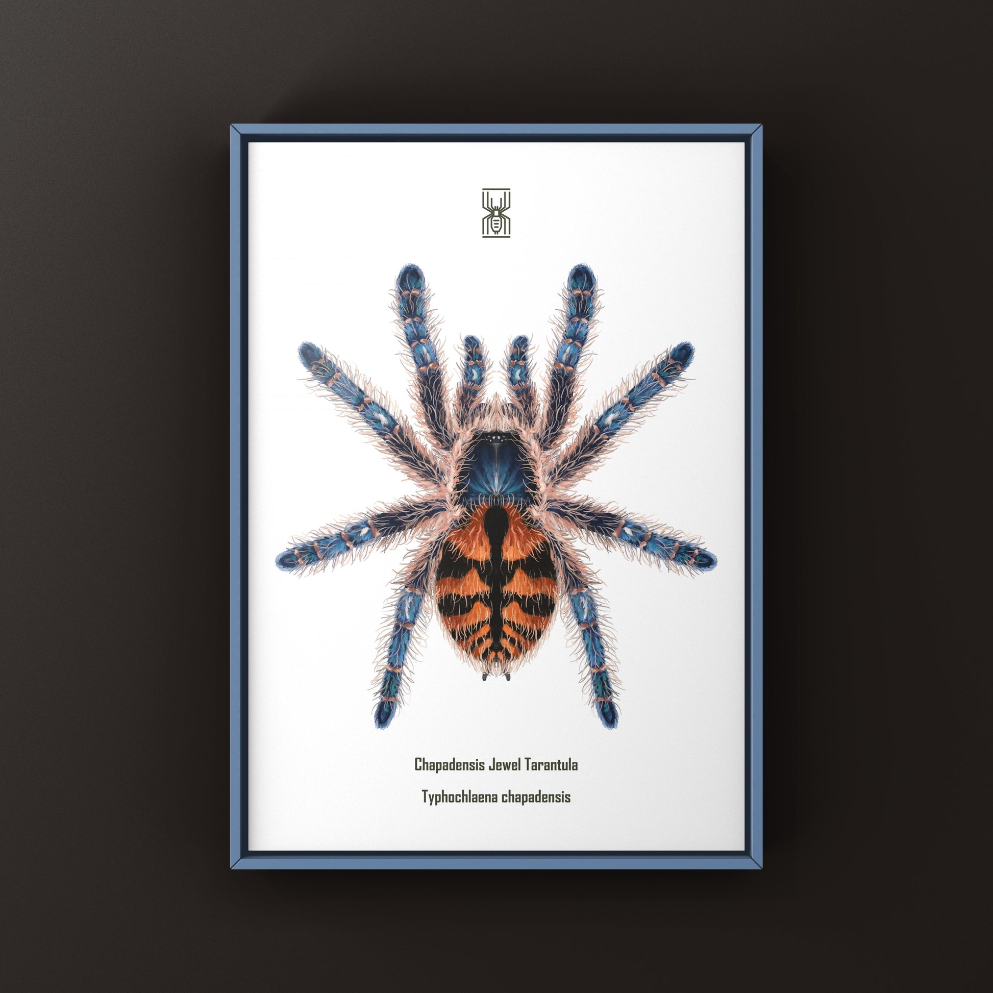 Chapadensis Jewel Tarantula, Typhochlaena Chapadensis, Photographic Art Print from The Silk Ranch
