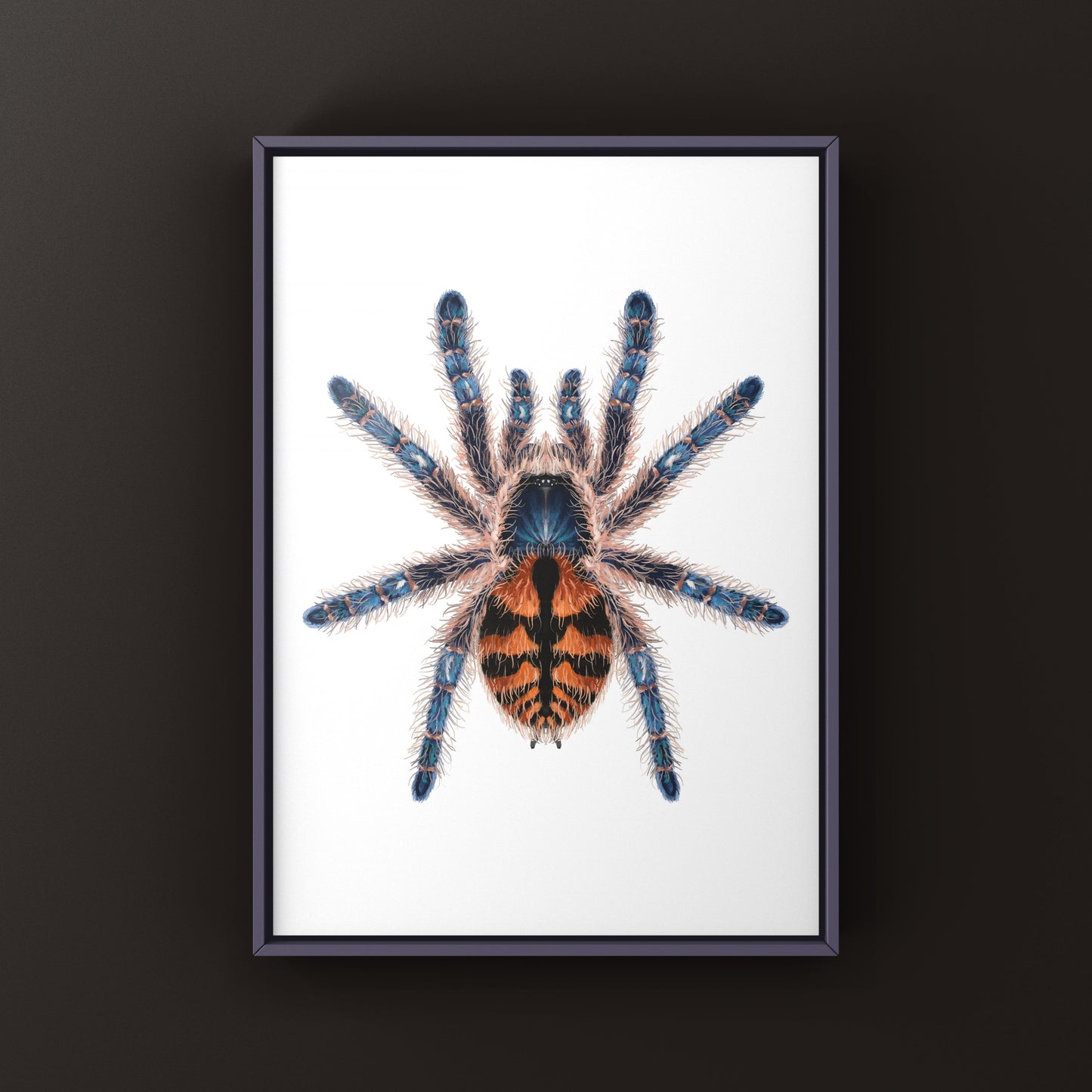 Chapadensis Jewel Tarantula, Typhochlaena Chapadensis, Photographic Art Print from The Silk Ranch