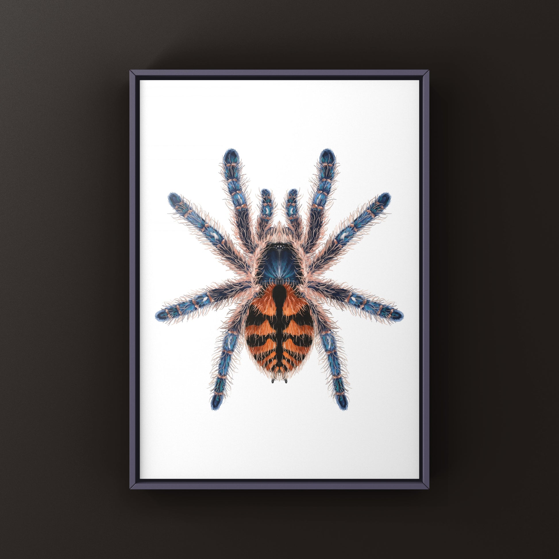 Chapadensis Jewel Tarantula, Typhochlaena Chapadensis, Photographic Art Print from The Silk Ranch