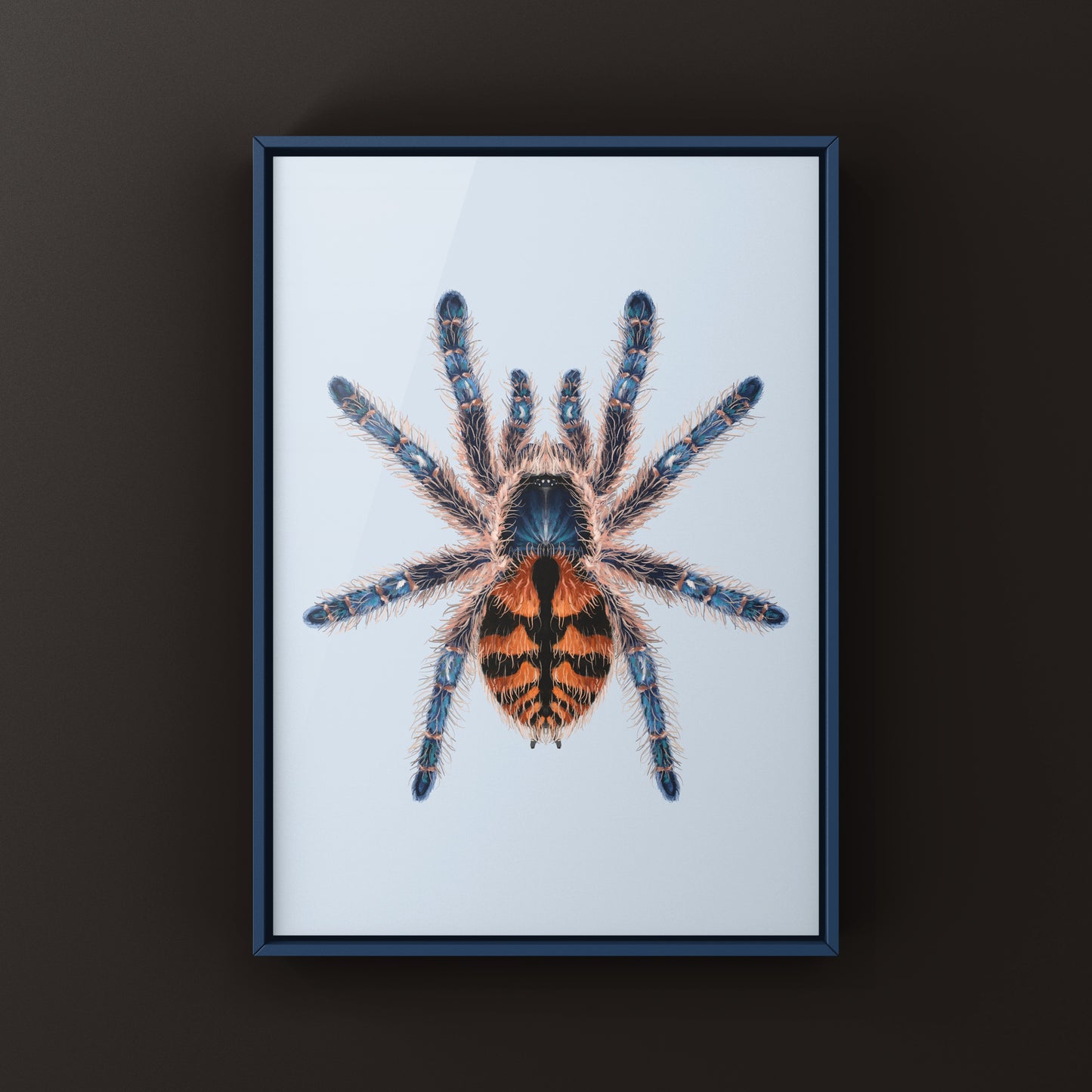 Chapadensis Jewel Tarantula, Typhochlaena Chapadensis, Photographic Art Print from The Silk Ranch