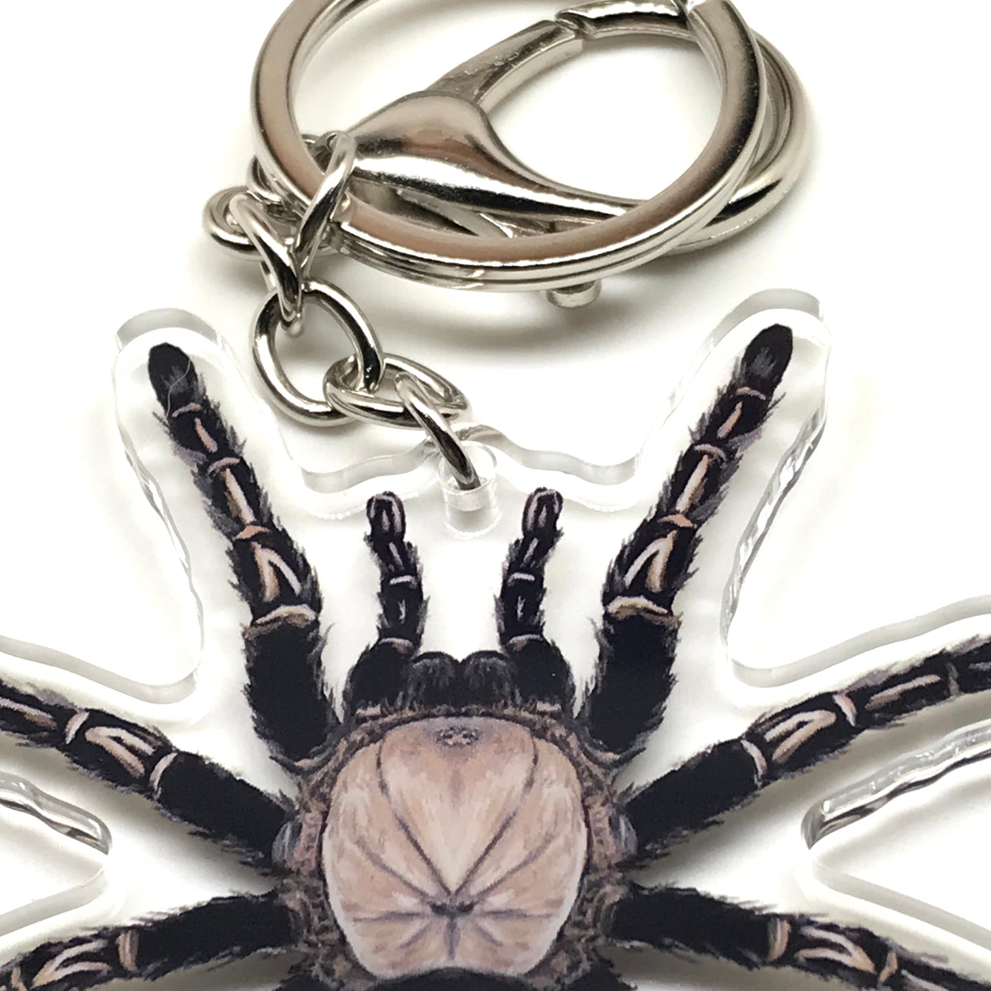 Ephebopus Murinus Skeleton Tarantula keychain with acrylic charm, featuring detailed spider design from The Silk Ranch.