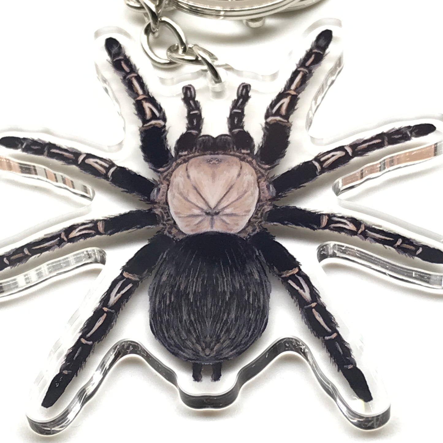 Ephebopus Murinus Skeleton Tarantula keychain with acrylic charm, featuring detailed spider design for decorative use.