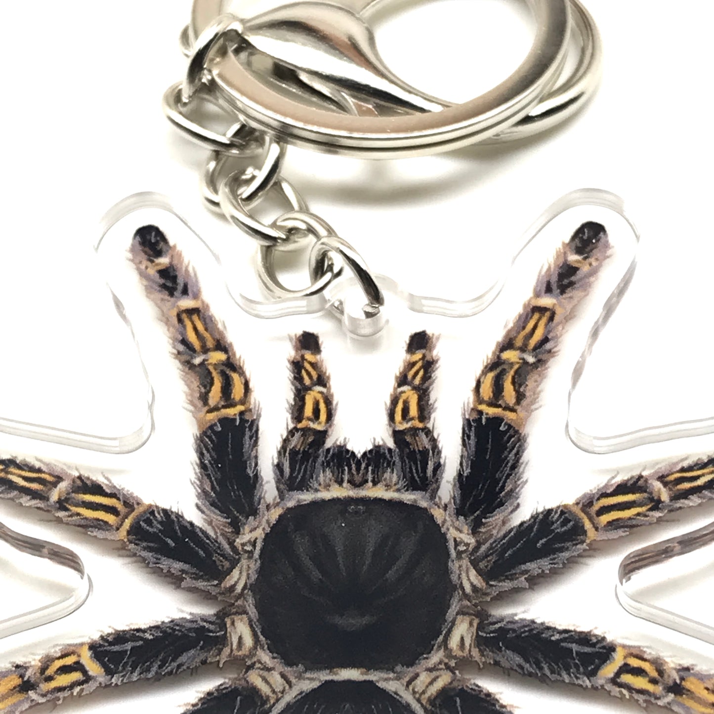 Chaco Golden Knee Tarantula keychain acrylic charm featuring Grammostola pulchripes, with detailed black and orange coloration.