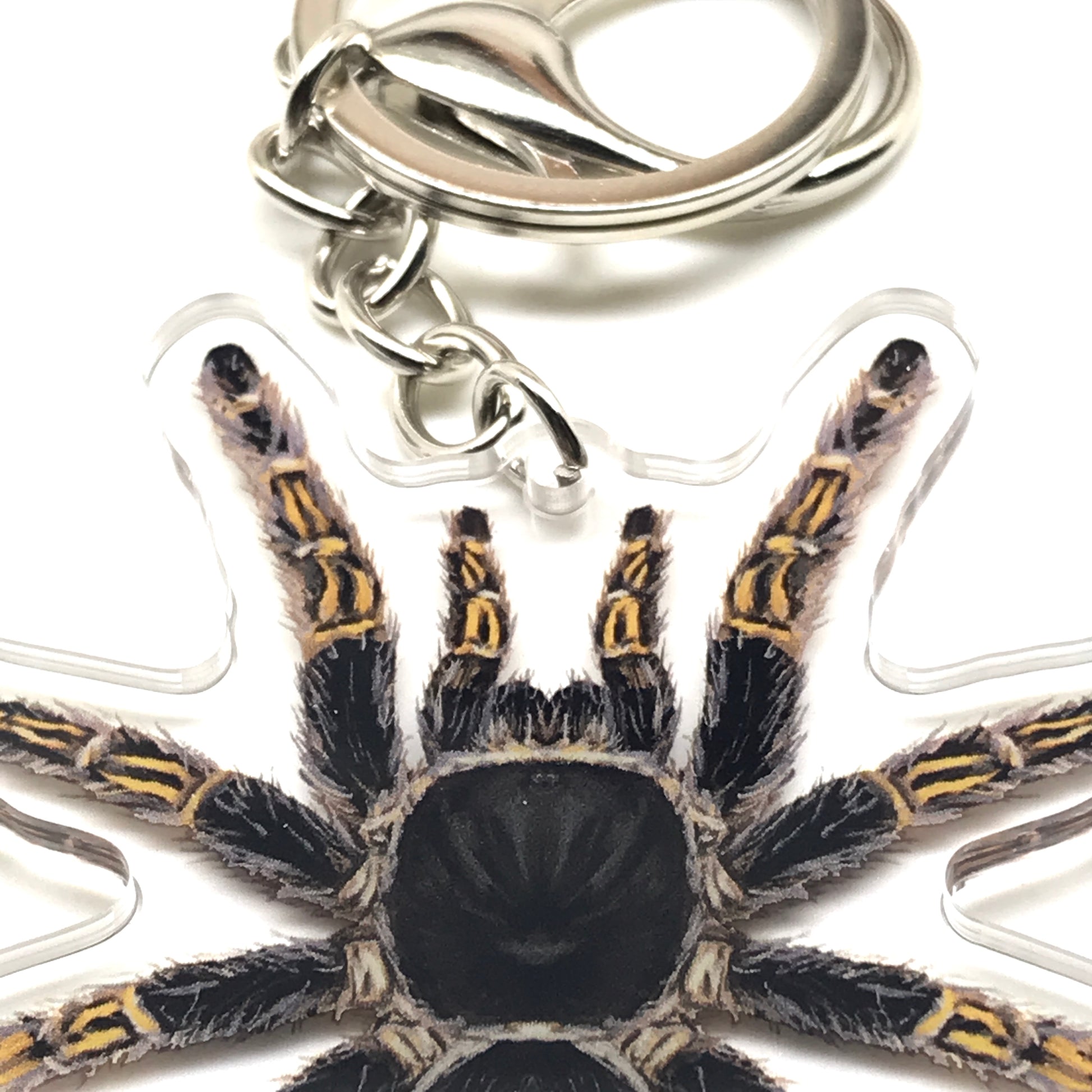 Chaco Golden Knee Tarantula keychain acrylic charm featuring Grammostola pulchripes, with detailed black and orange coloration.