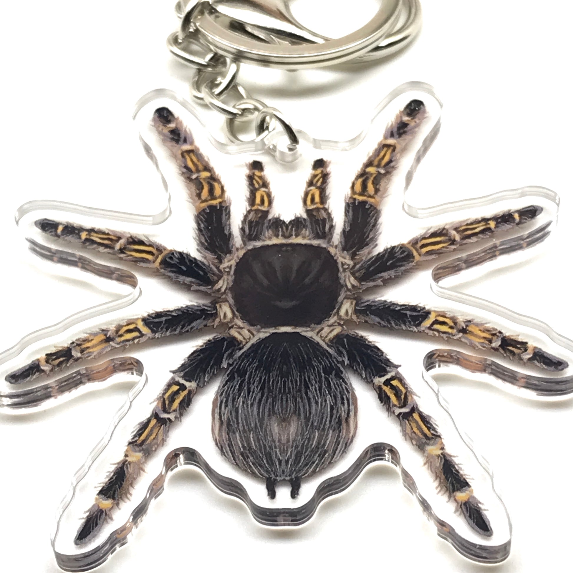 Chaco Golden Knee Tarantula Grammostola Pulchripes acrylic keychain charm with detailed spider design on a clear background.