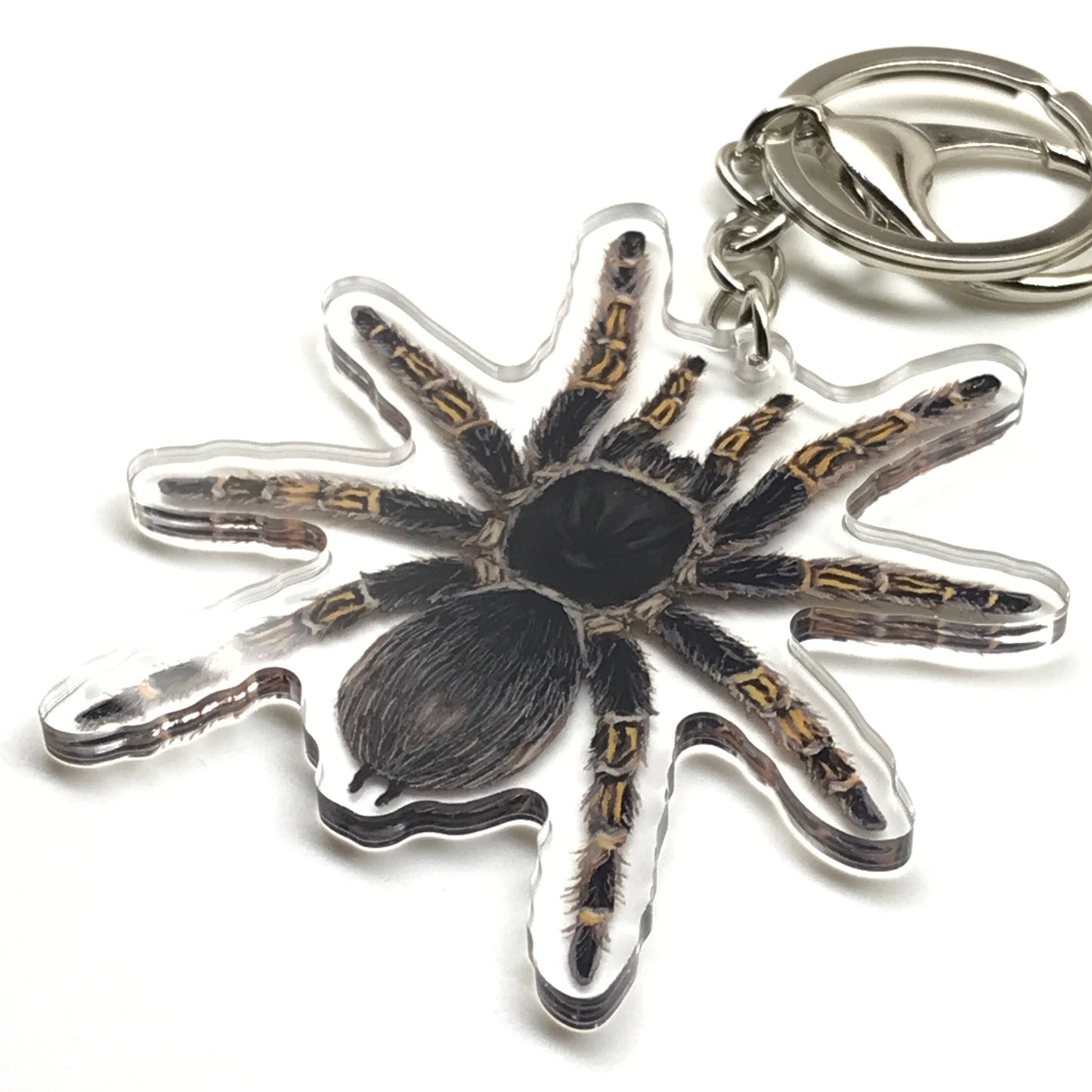 Chaco Golden Knee Tarantula keychain acrylic charm featuring Grammostola Pulchripes with detailed black and yellow coloration.
