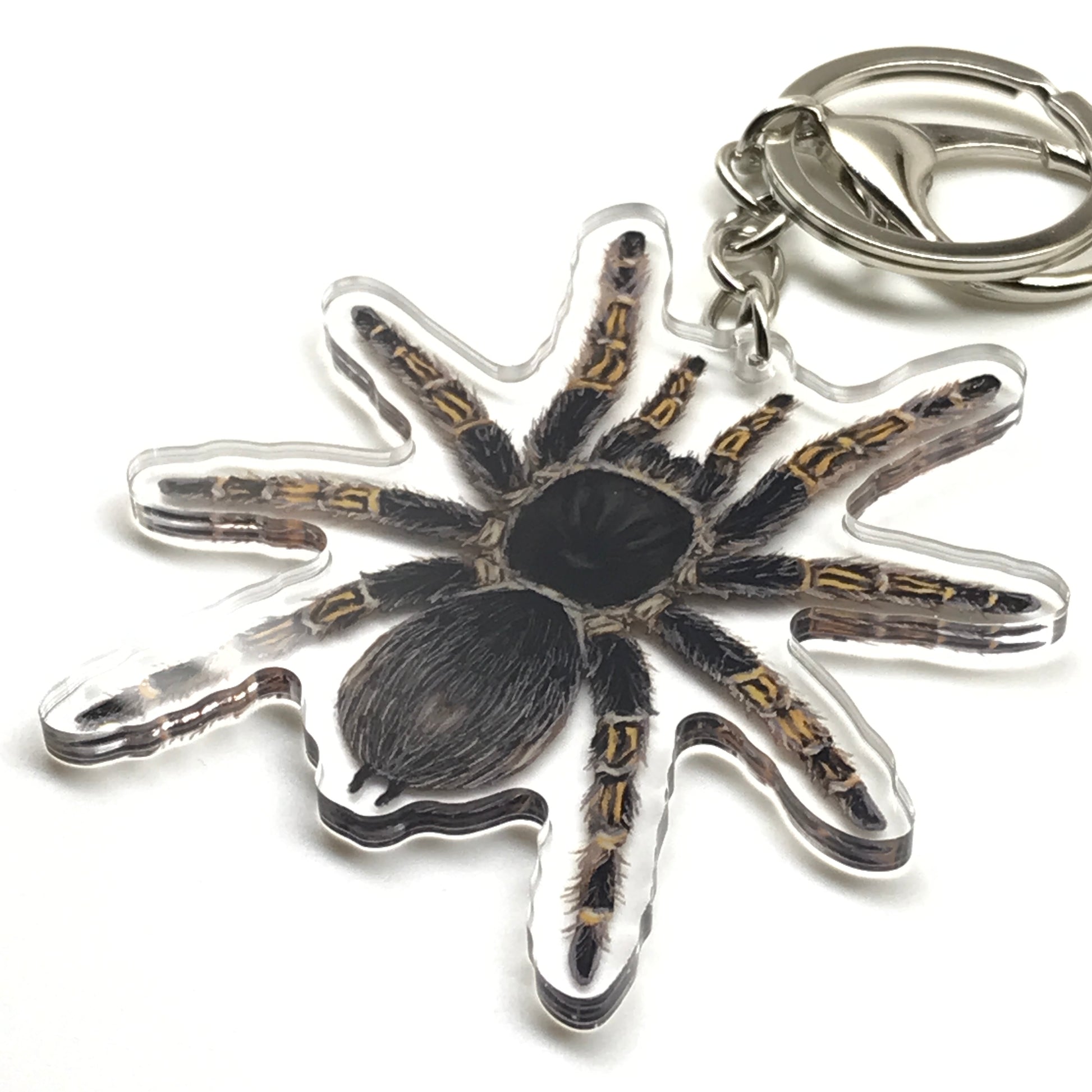 Chaco Golden Knee Tarantula keychain acrylic charm featuring Grammostola Pulchripes with detailed black and yellow coloration.