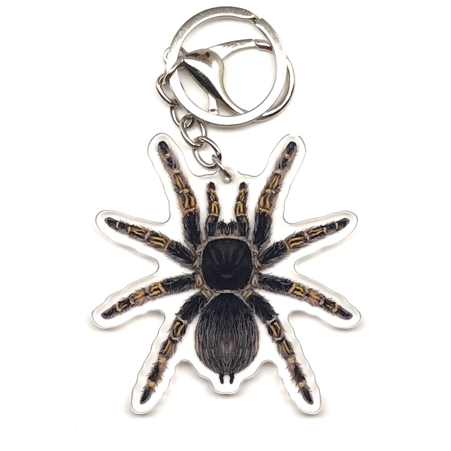 Chaco Golden Knee tarantula keychain with acrylic charm showing Grammostola Pulchripes leg details and vibrant coloration.