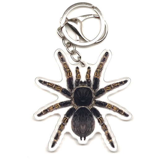 Chaco Golden Knee Tarantula Keychain, Grammostola Pulchripes Acrylic Charm from The Silk Ranch