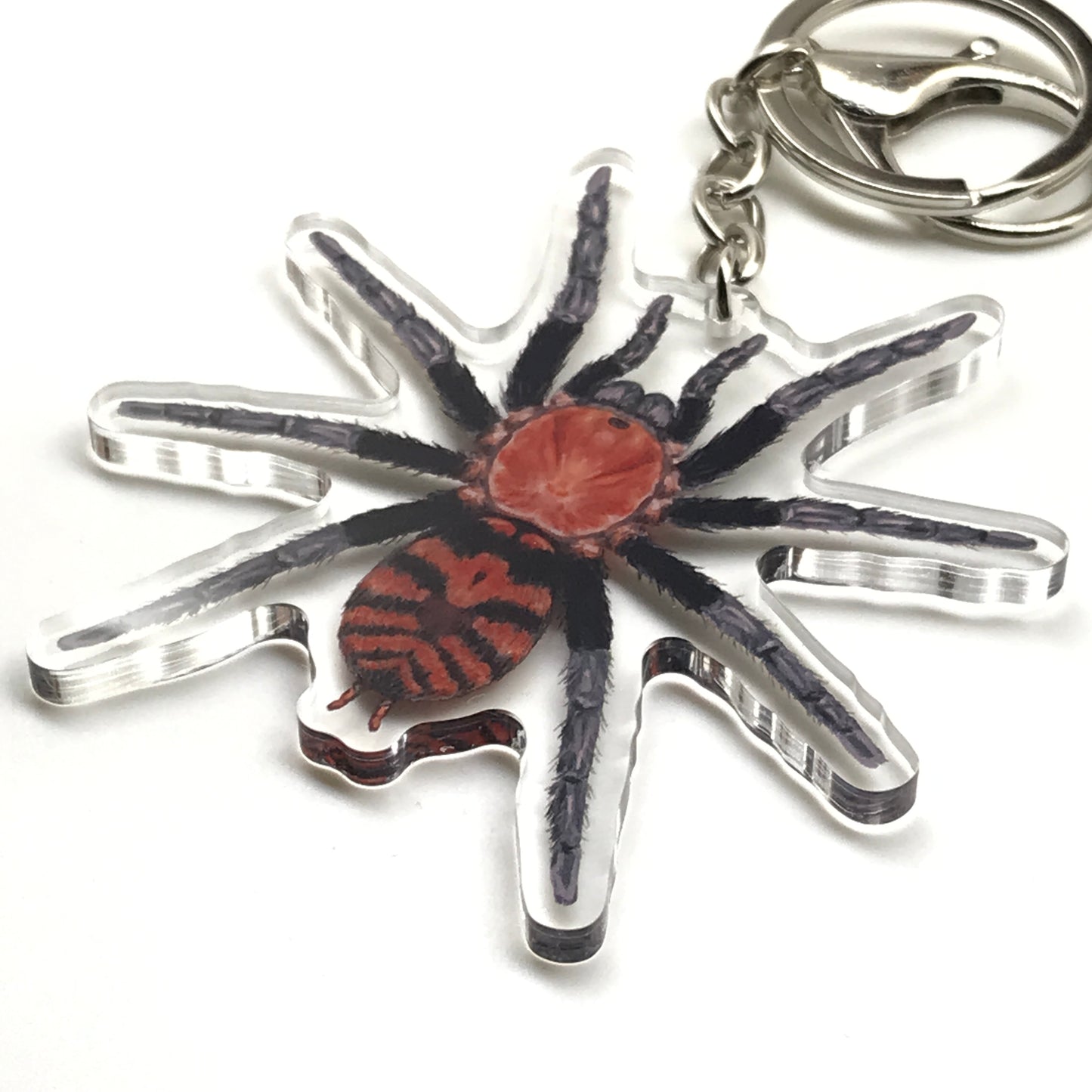 Guatemalan Tiger Rump Tarantula keychain featuring Davus Pentaloris acrylic charm with detailed spider design and vibrant colors.