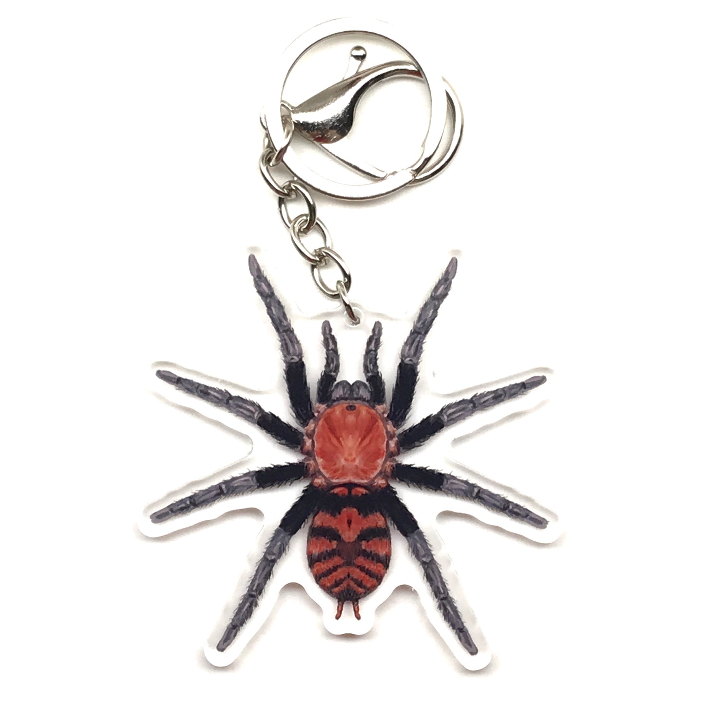 Guatemalan Tiger Rump Tarantula keychain by The Silk Ranch featuring Davus Pentaloris acrylic charm with detailed spider image.