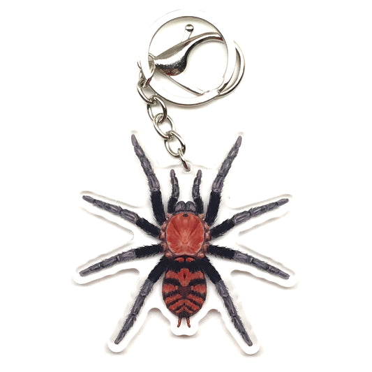 Guatemalan Tiger Rump Tarantula Keychain, Davus Pentaloris Acrylic Charm from The Silk Ranch