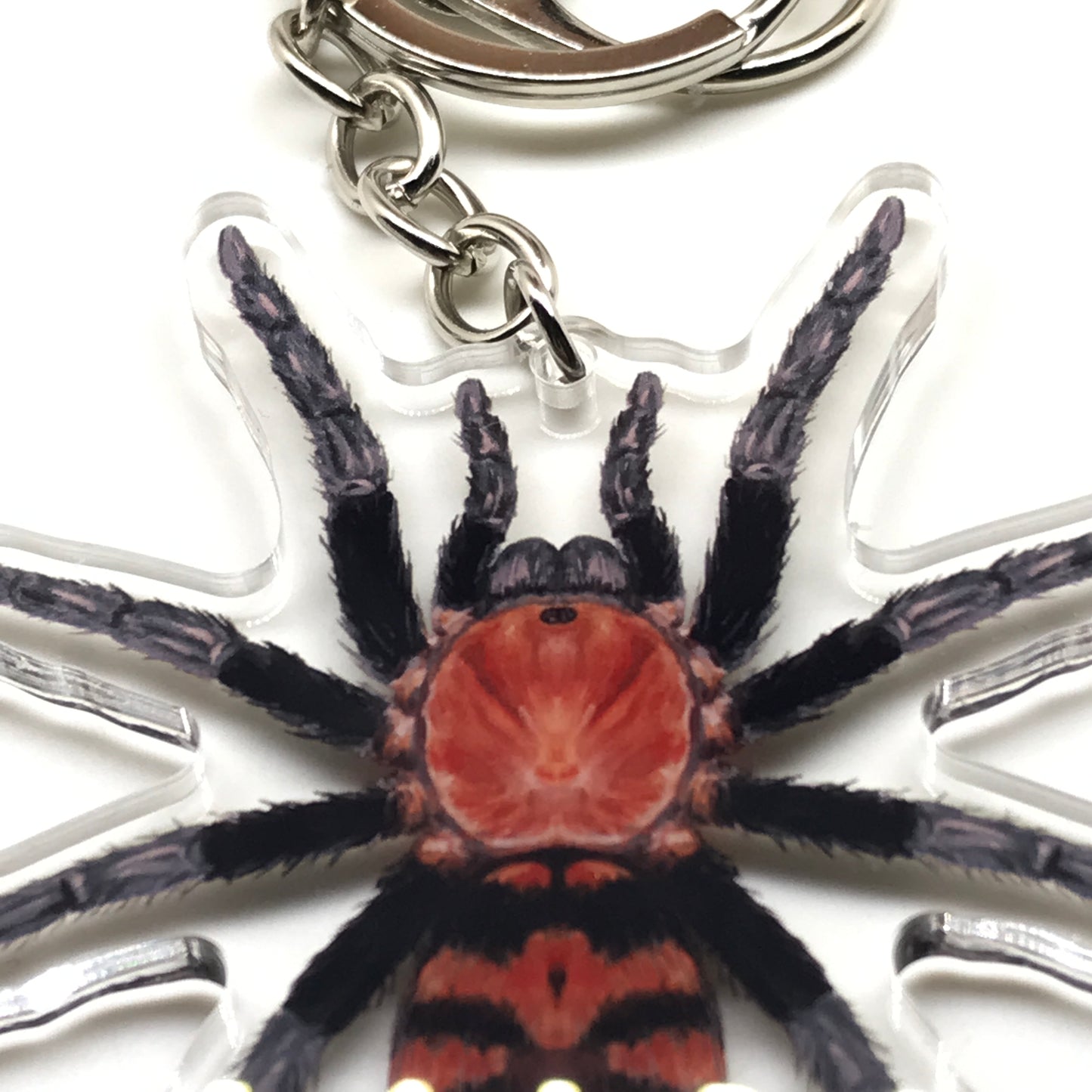 Guatemalan Tiger Rump Tarantula keychain by The Silk Ranch, acrylic charm featuring Davus Pentaloris spider on a keyring.