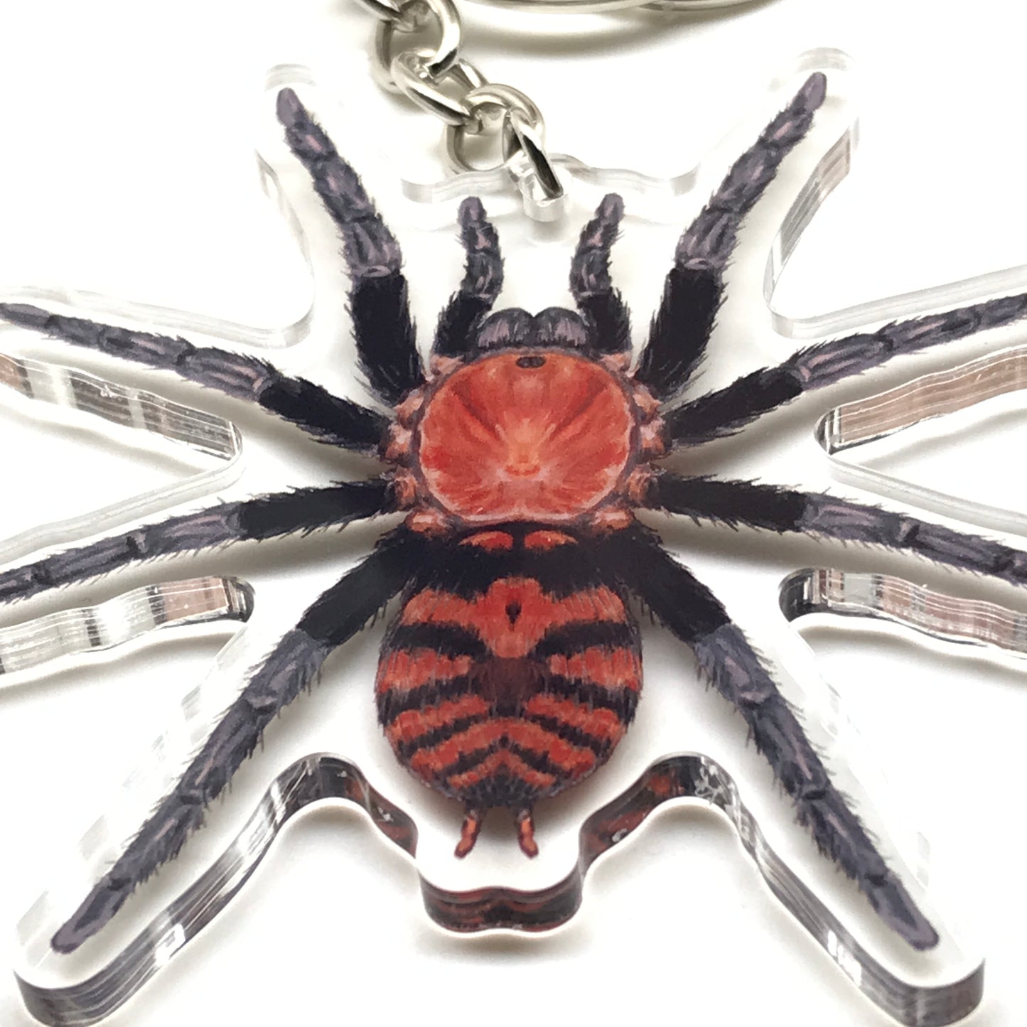 Guatemalan Tiger Rump Tarantula keychain featuring Davus Pentaloris acrylic charm from The Silk Ranch.