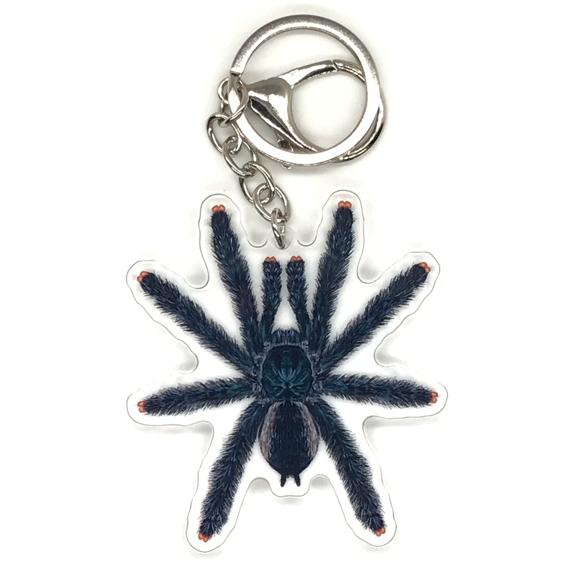 Pinktoe tarantula acrylic keychain featuring the Avicularia avicularia spider design from The Silk Ranch.