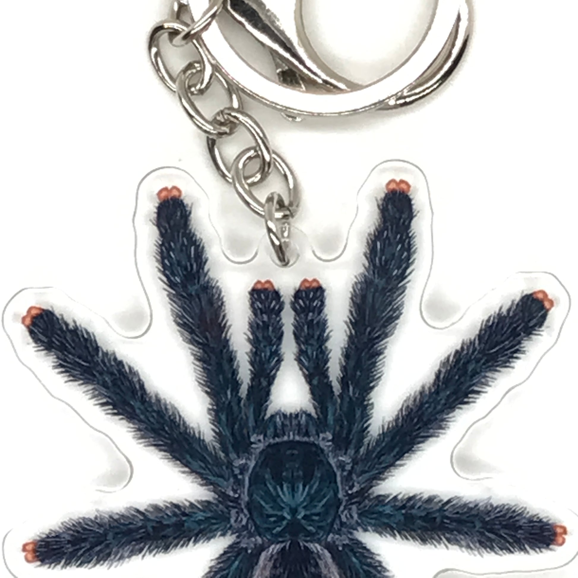 Guyana Pinktoe Tarantula keychain with acrylic charm featuring an Avicularia avicularia spider, crafted by The Silk Ranch.
