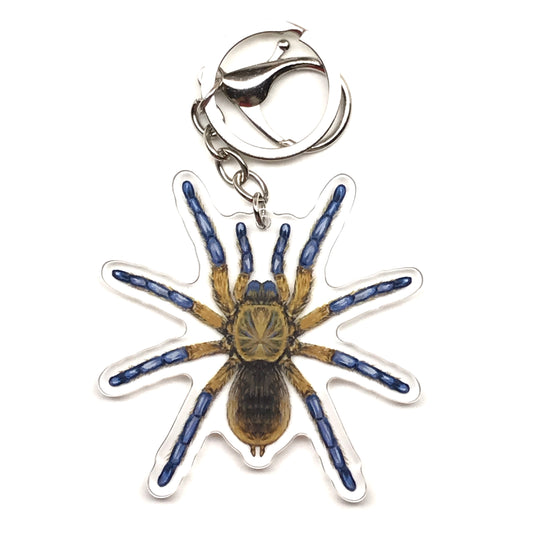 Golden Blue Leg Baboon Tarantula Keychain, Harpactira Pulchripes Acrylic Charm from The Silk Ranch