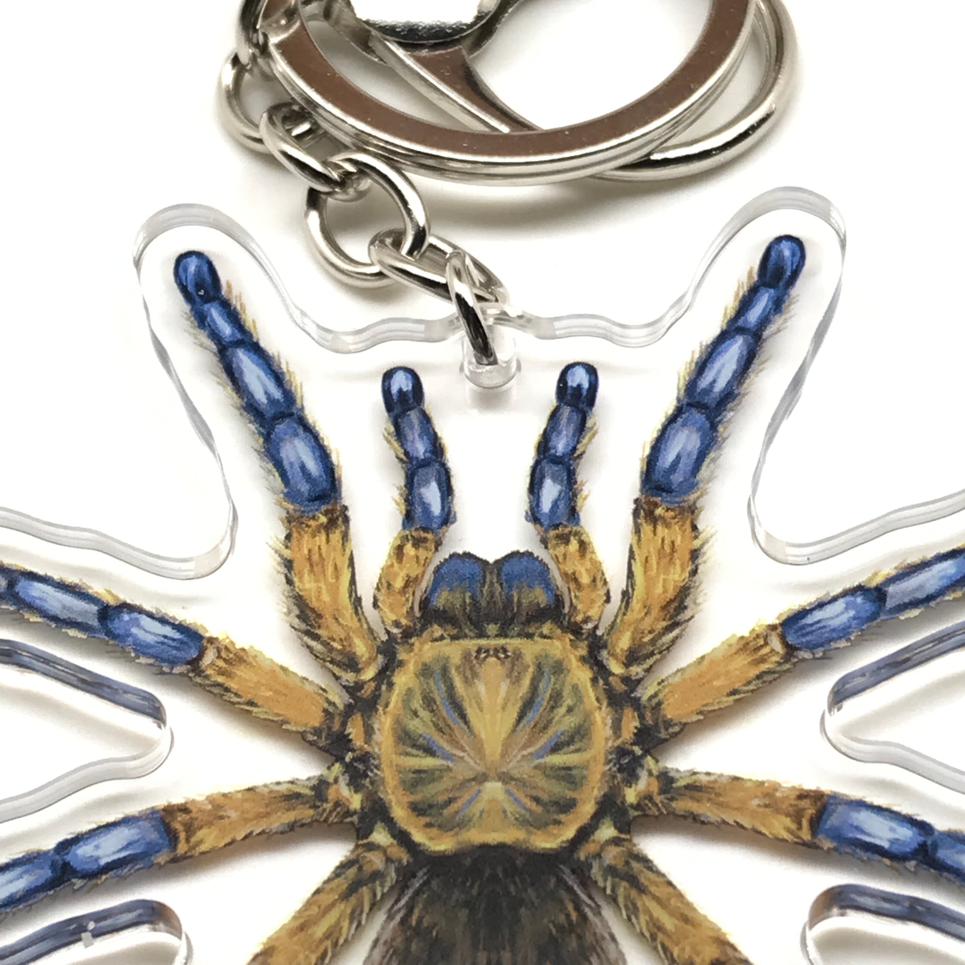 Golden blue Harpactira Pulchripes tarantula keychain with acrylic charm, featuring a detailed golden and blue leg design.