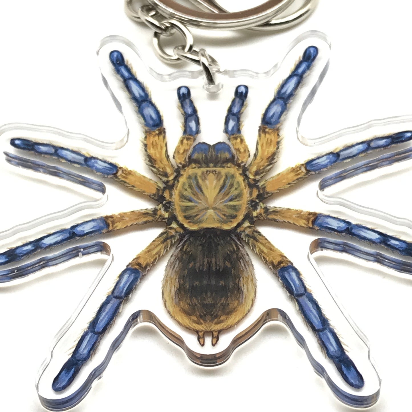 Golden blue Leg Baboon tarantula keychain with acrylic charm, featuring Harpactira Pulchripes, from The Silk Ranch.