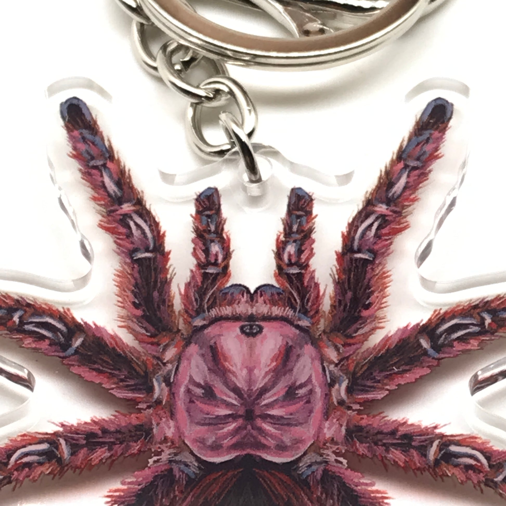 Acrylic keychain featuring a detailed Grammostola rosea rose hair tarantula in pink and brown tones, attached to a silver keyring.