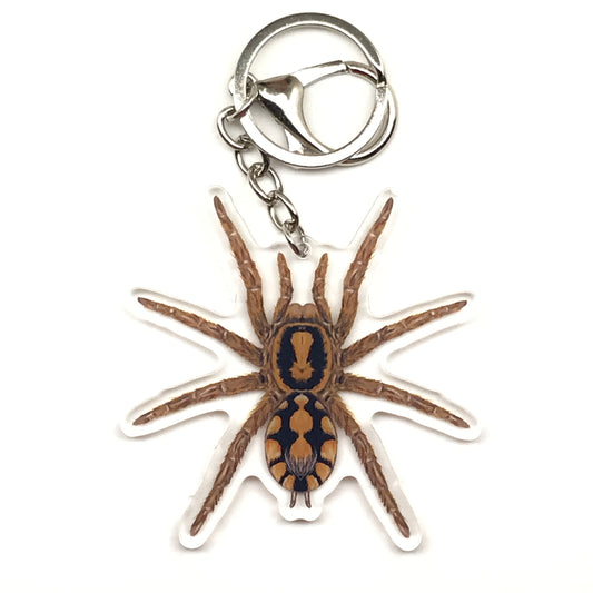 Pumpkin Patch Tarantula Keychain, Hapalopus Formosus Acrylic Charm from The Silk Ranch