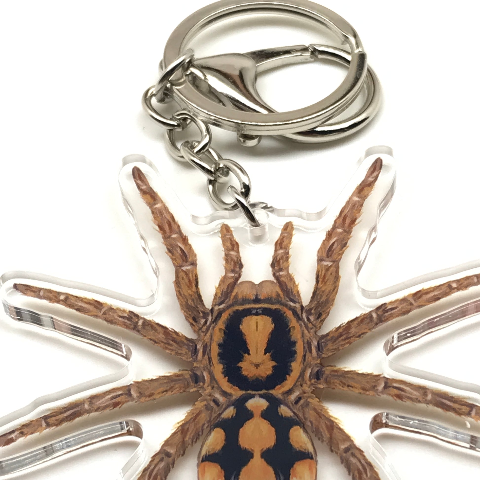 Acrylic charm keychain featuring a pumpkin patch tarantula (Hapalopus formosus) from The Silk Ranch with detailed spider design.