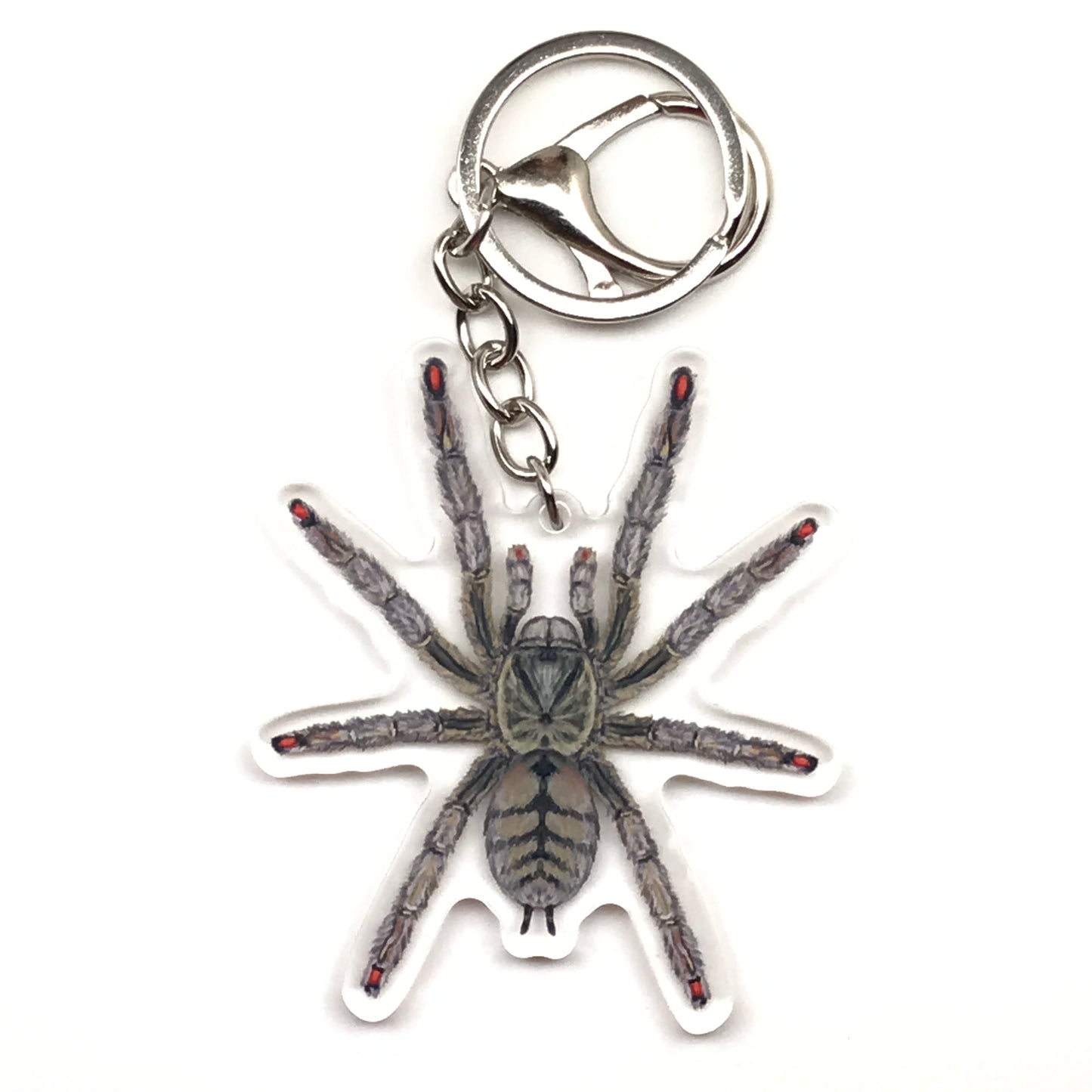 Trinidad Chevron Tarantula Keychain, Psalmopoeus Cambridgei Acrylic Charm from The Silk Ranch