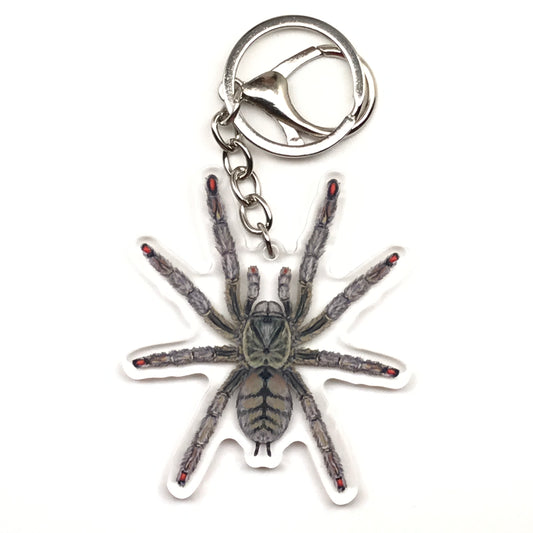 Trinidad Chevron Tarantula Keychain, Psalmopoeus Cambridgei Acrylic Charm from The Silk Ranch