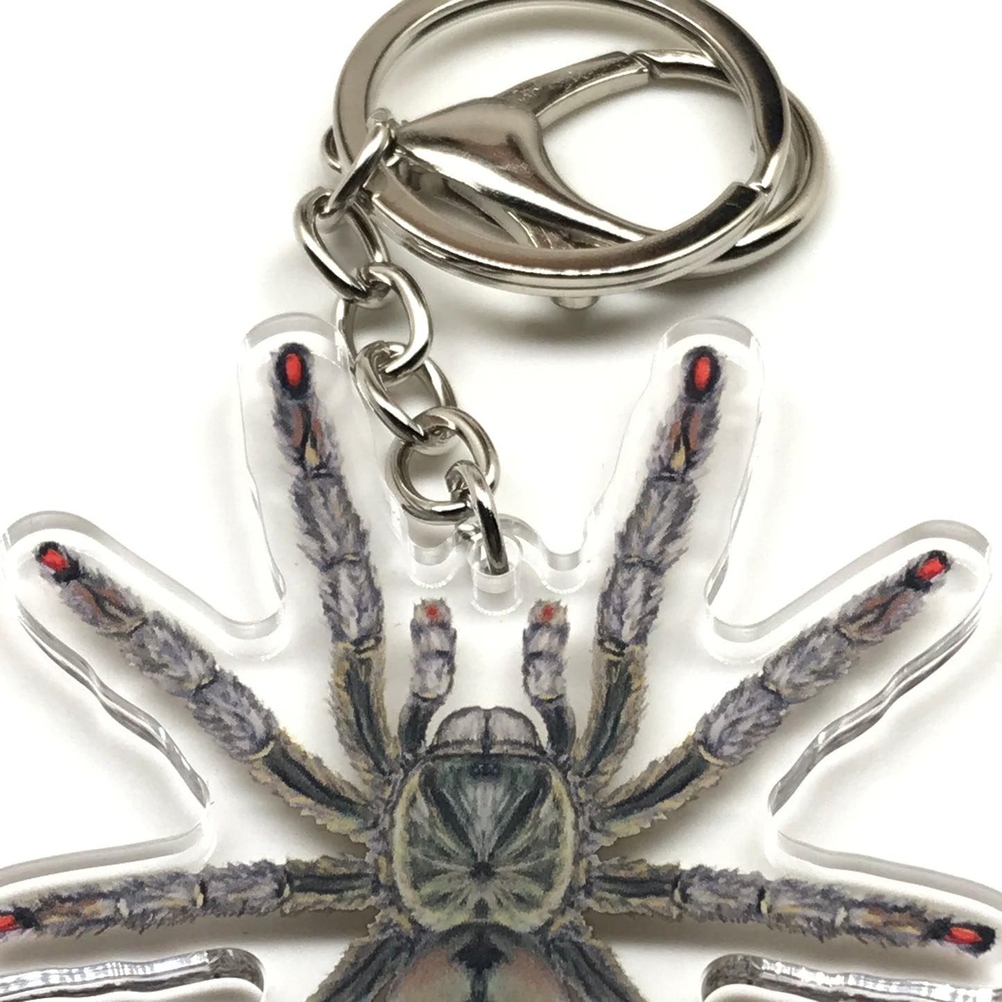 Trinidad Chevron Tarantula Keychain, Psalmopoeus Cambridgei Acrylic Charm from The Silk Ranch