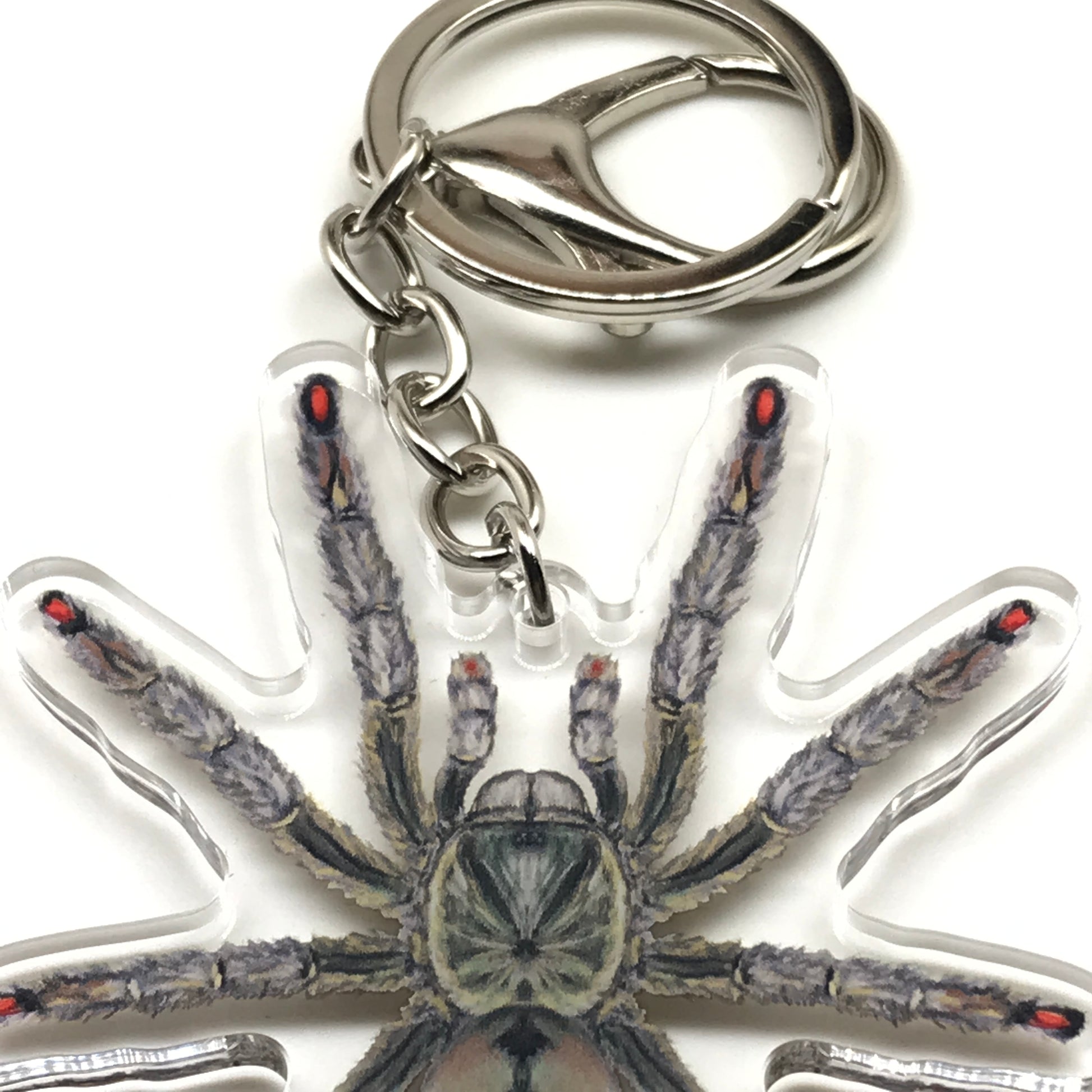 Trinidad Chevron Tarantula Keychain, Psalmopoeus Cambridgei Acrylic Charm from The Silk Ranch