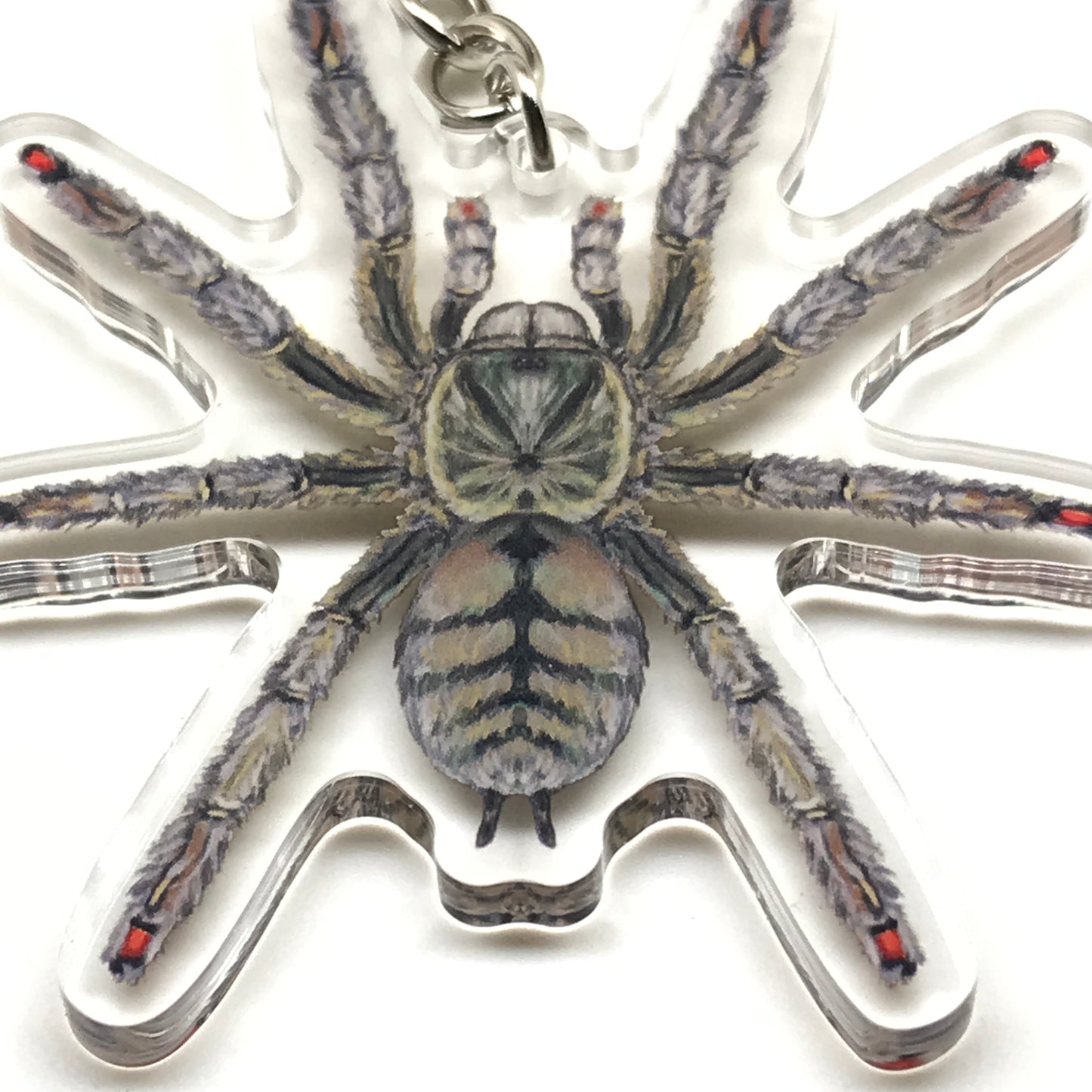 Trinidad Chevron Tarantula Keychain, Psalmopoeus Cambridgei Acrylic Charm from The Silk Ranch