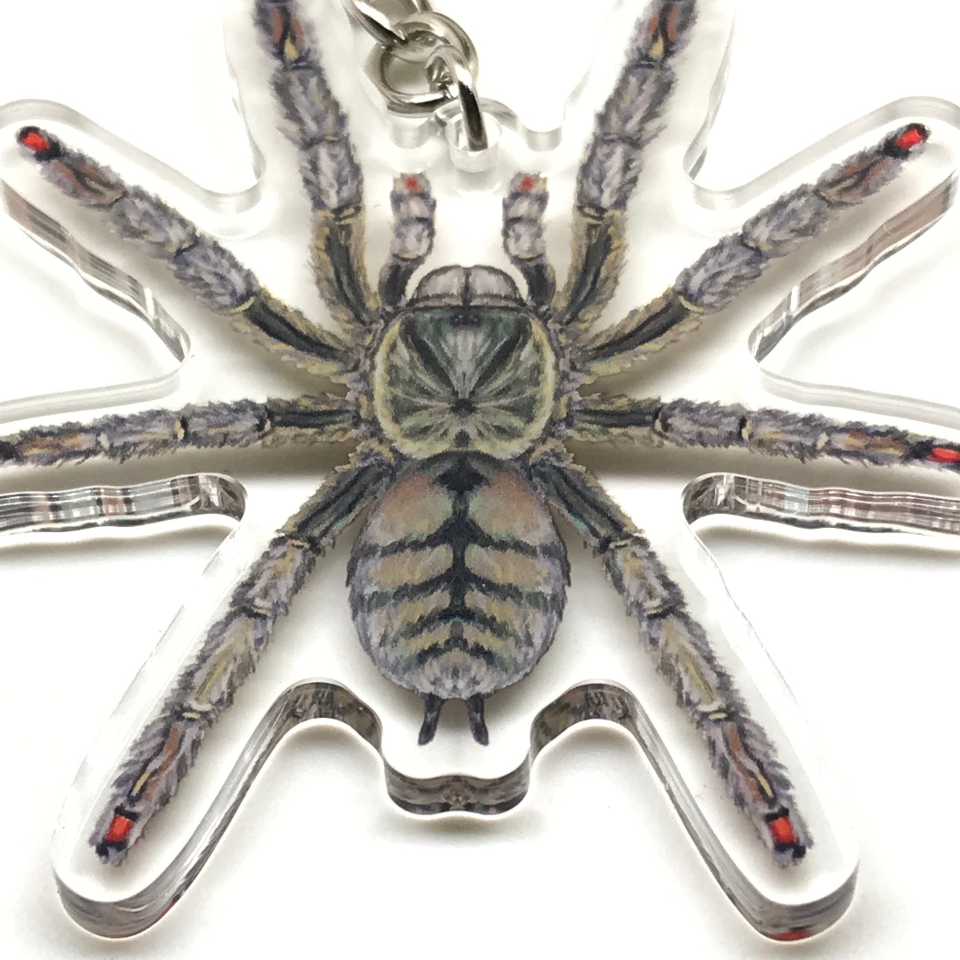 Trinidad Chevron Tarantula Keychain, Psalmopoeus Cambridgei Acrylic Charm from The Silk Ranch