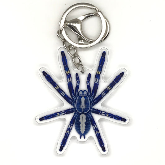 Gooty Sapphire Tarantula Keychain, Poecilotheria Metallica Acrylic Charm from The Silk Ranch