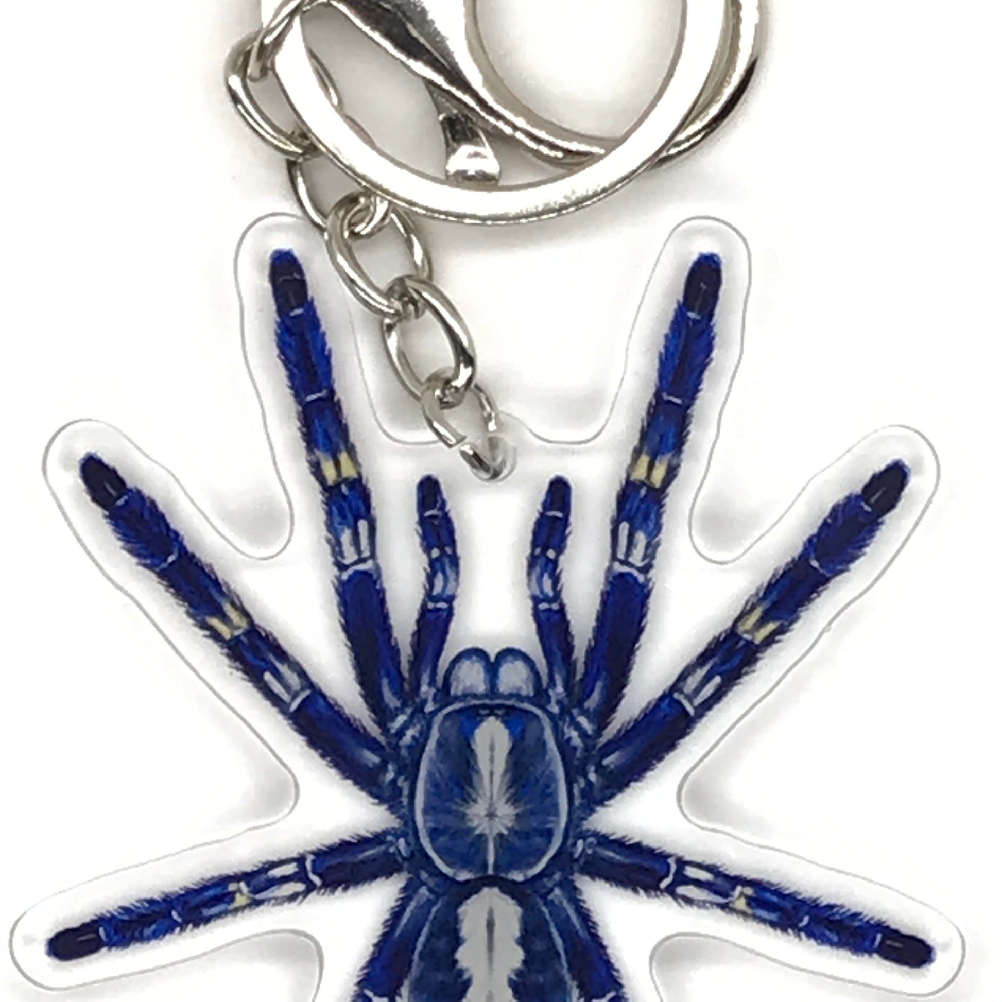 Gooty Sapphire Tarantula keychain featuring a Poecilotheria metallica acrylic charm with detailed spider design.