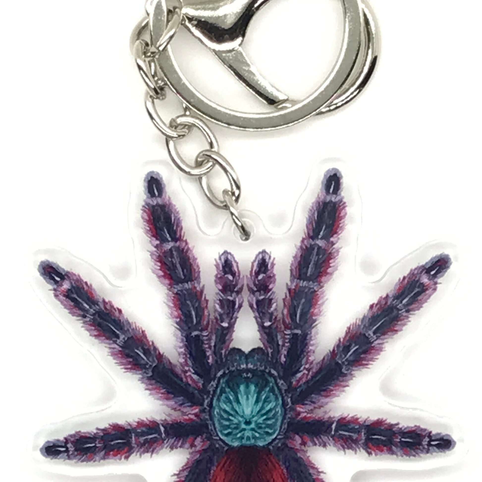Antilles Pinktoe Tarantula Keychain, Caribena Versicolor Acrylic Charm from The Silk Ranch