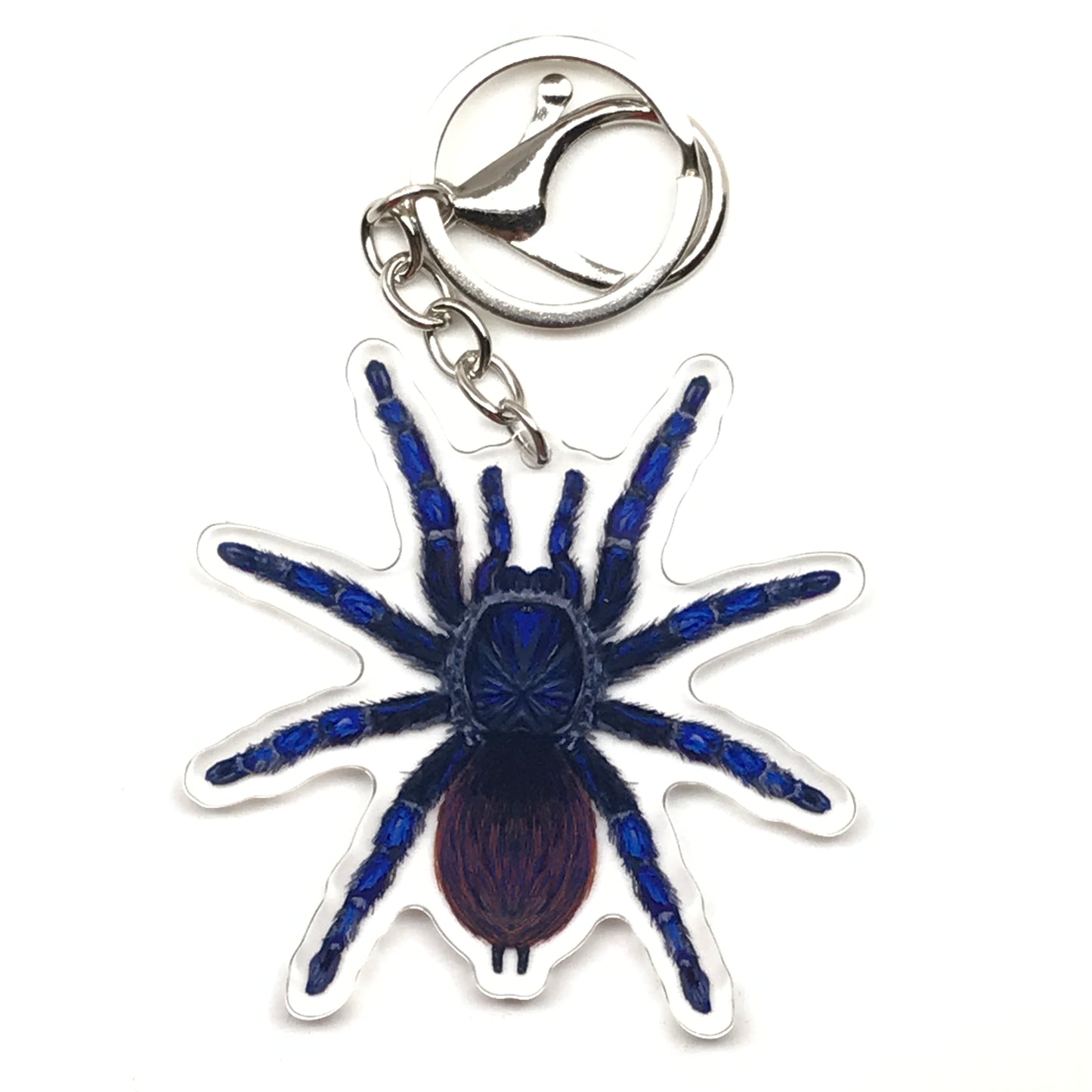 Brazilian Blue Tarantula keychain acrylic charm featuring a vibrant blue tarantula design from The Silk Ranch.