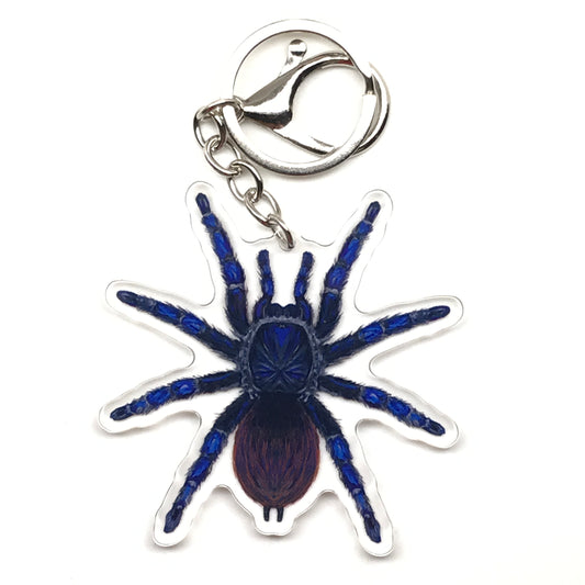 Brazilian Blue Tarantula Keychain, Lasiocyano Sazimai Acrylic Charm from The Silk Ranch