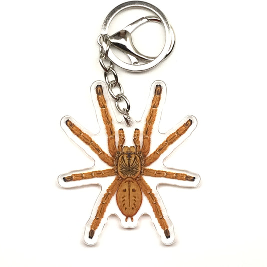 Orange Baboon Tarantula Keychain, Pterinochilus Murinus Acrylic Charm from The Silk Ranch