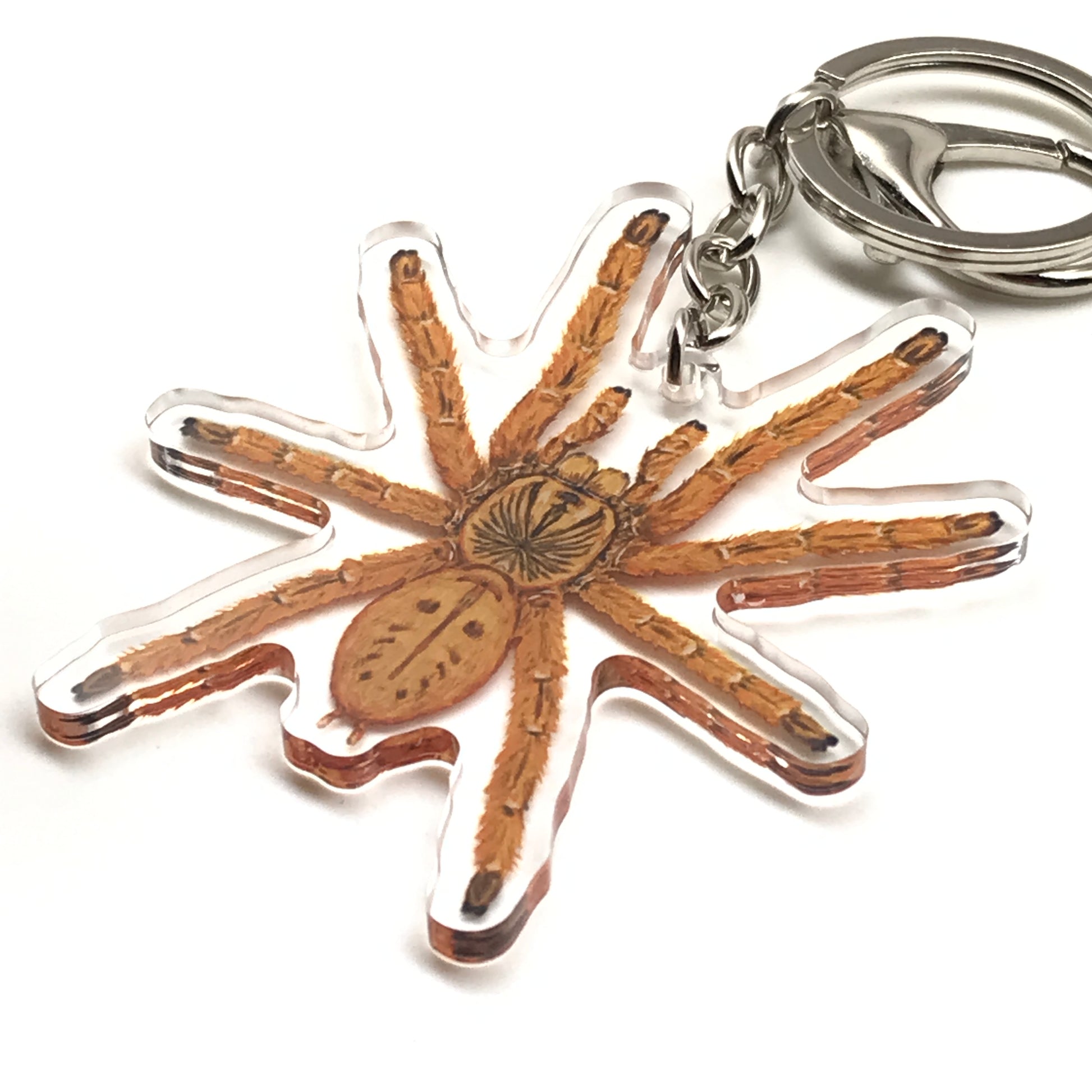 Orange Baboon Tarantula keychain featuring acrylic charm of Pterinochilus Murinus, from The Silk Ranch.