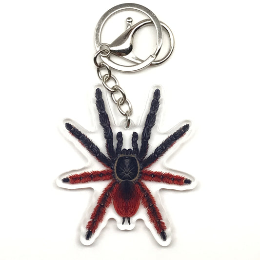 Darth Maul Tarantula Keychain, Psalmopoeus Victori Acrylic Charm from The Silk Ranch