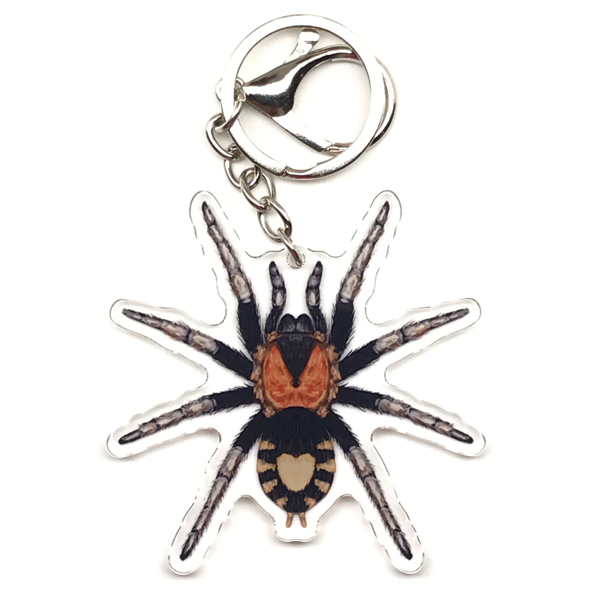 Trinidad Dwarf Tarantula Keychain, Cyriocosmus Elegans Acrylic Charm from The Silk Ranch