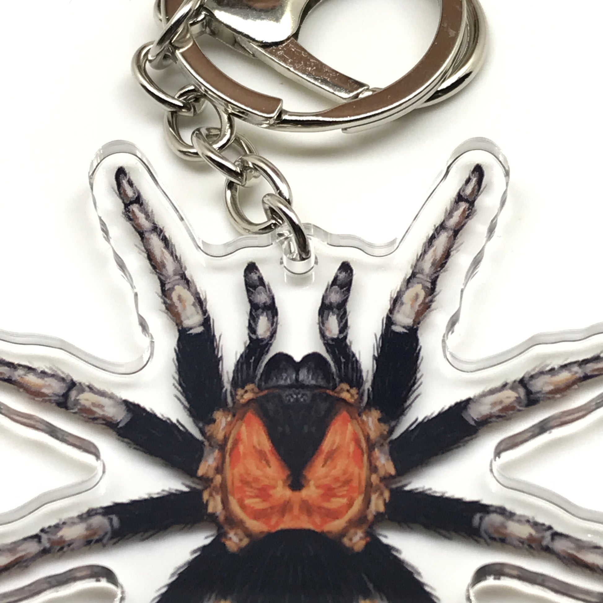 Trinidad Dwarf Tarantula Keychain, Cyriocosmus Elegans Acrylic Charm from The Silk Ranch