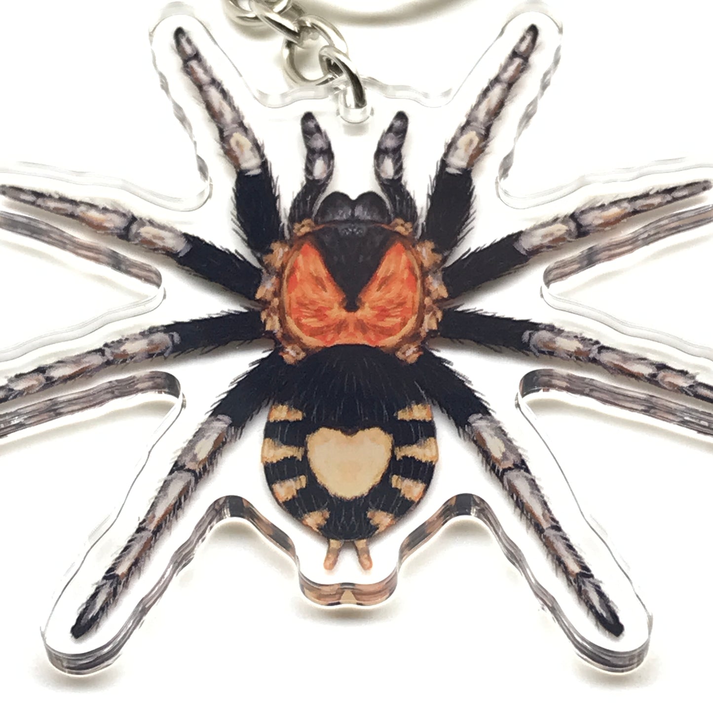 Trinidad Dwarf Tarantula Keychain, Cyriocosmus Elegans Acrylic Charm from The Silk Ranch