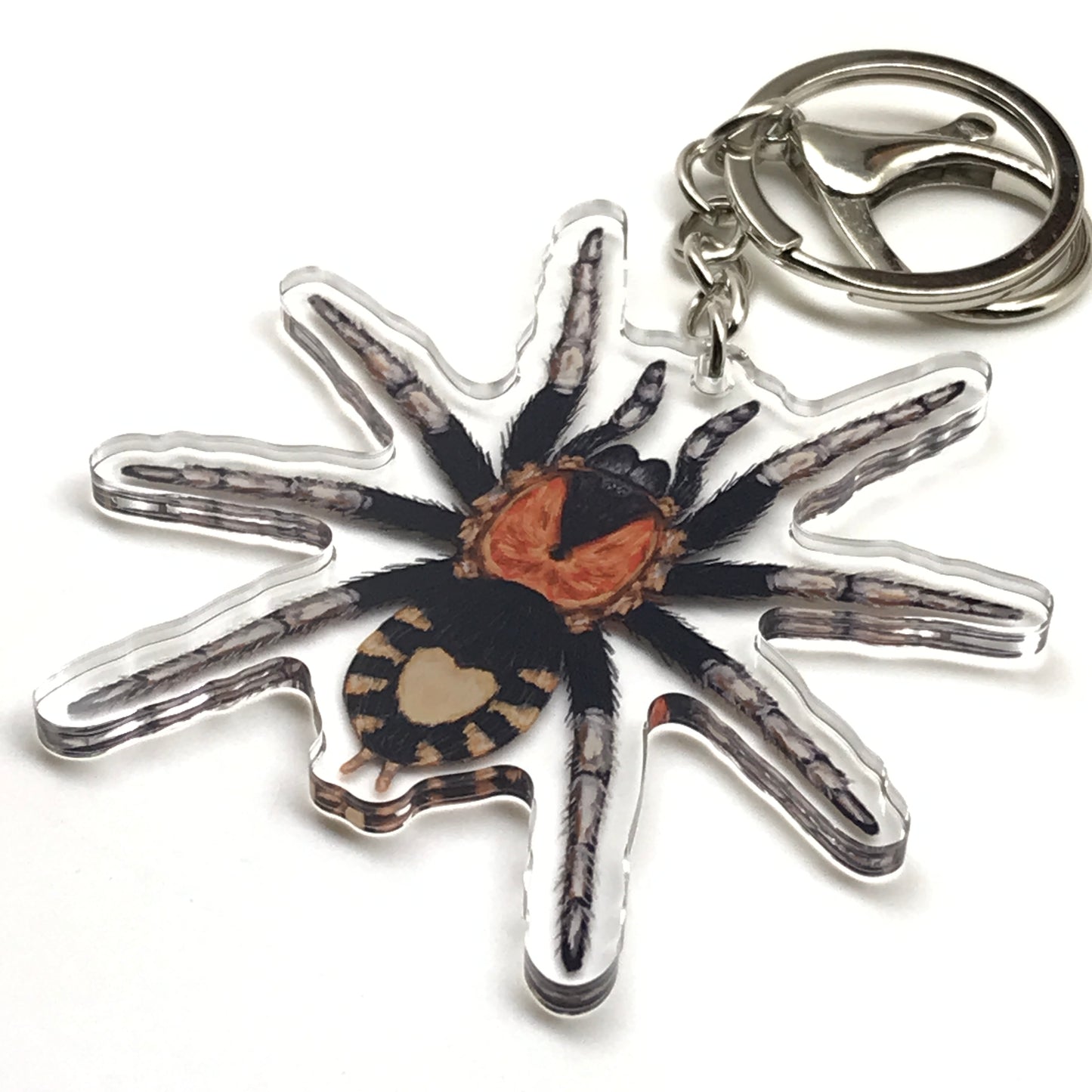 Trinidad Dwarf Tarantula Keychain, Cyriocosmus Elegans Acrylic Charm from The Silk Ranch
