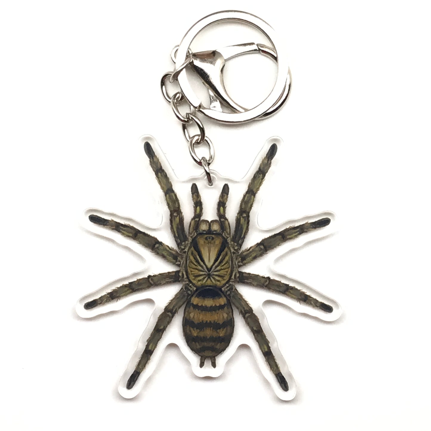 Trinidad Olive Tarantula Keychain, Neoholothele Incei Acrylic Charm from The Silk Ranch