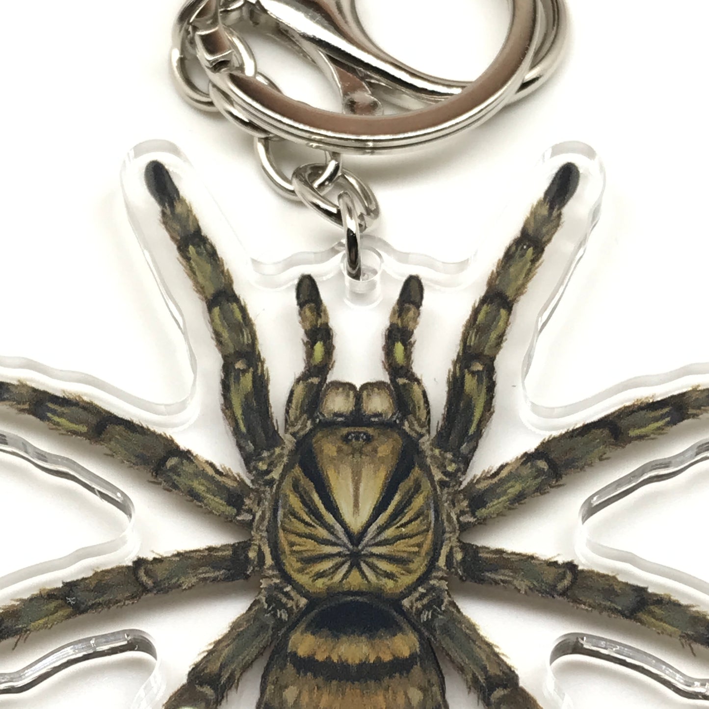 Trinidad Olive Tarantula Keychain, Neoholothele Incei Acrylic Charm from The Silk Ranch