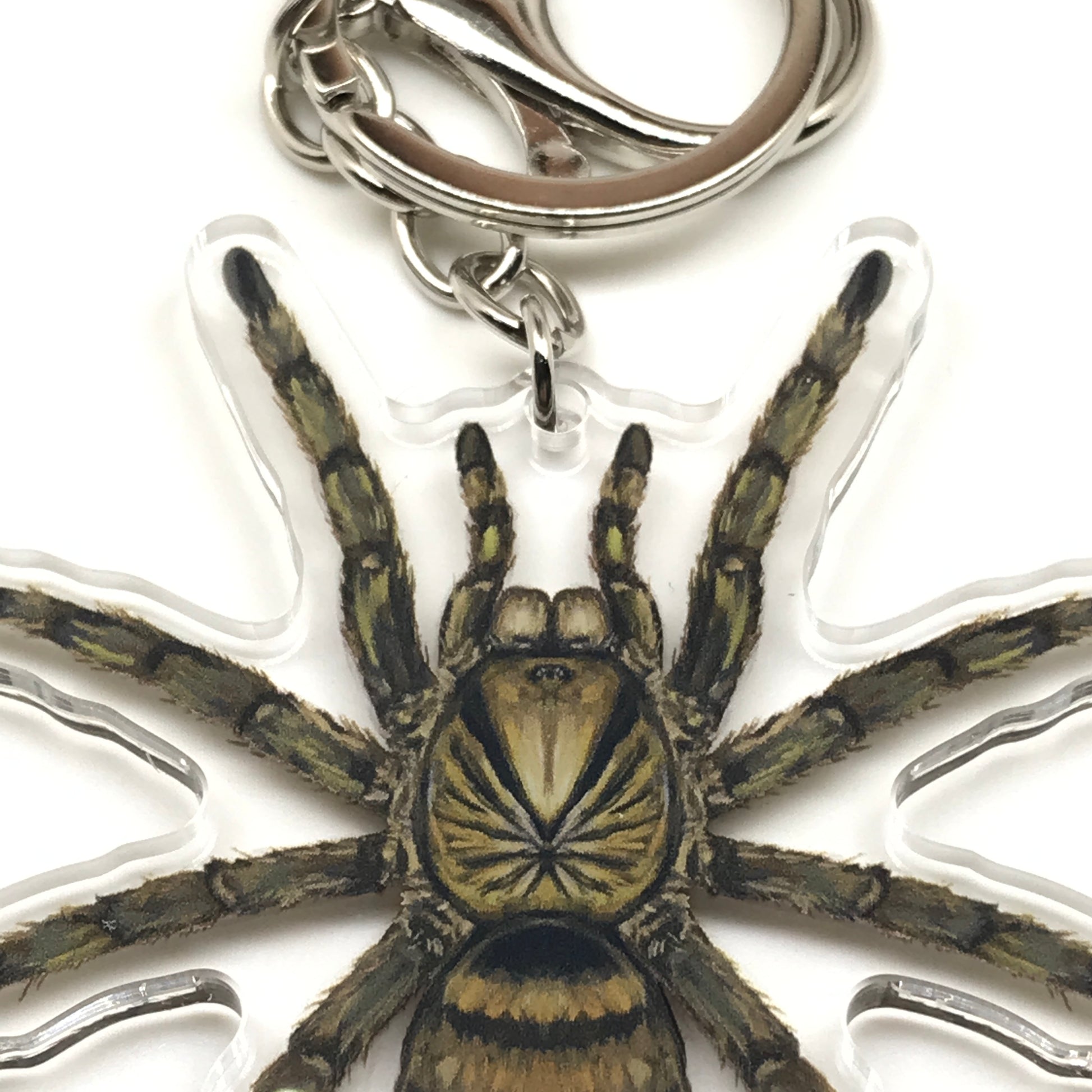 Trinidad Olive Tarantula Keychain, Neoholothele Incei Acrylic Charm from The Silk Ranch