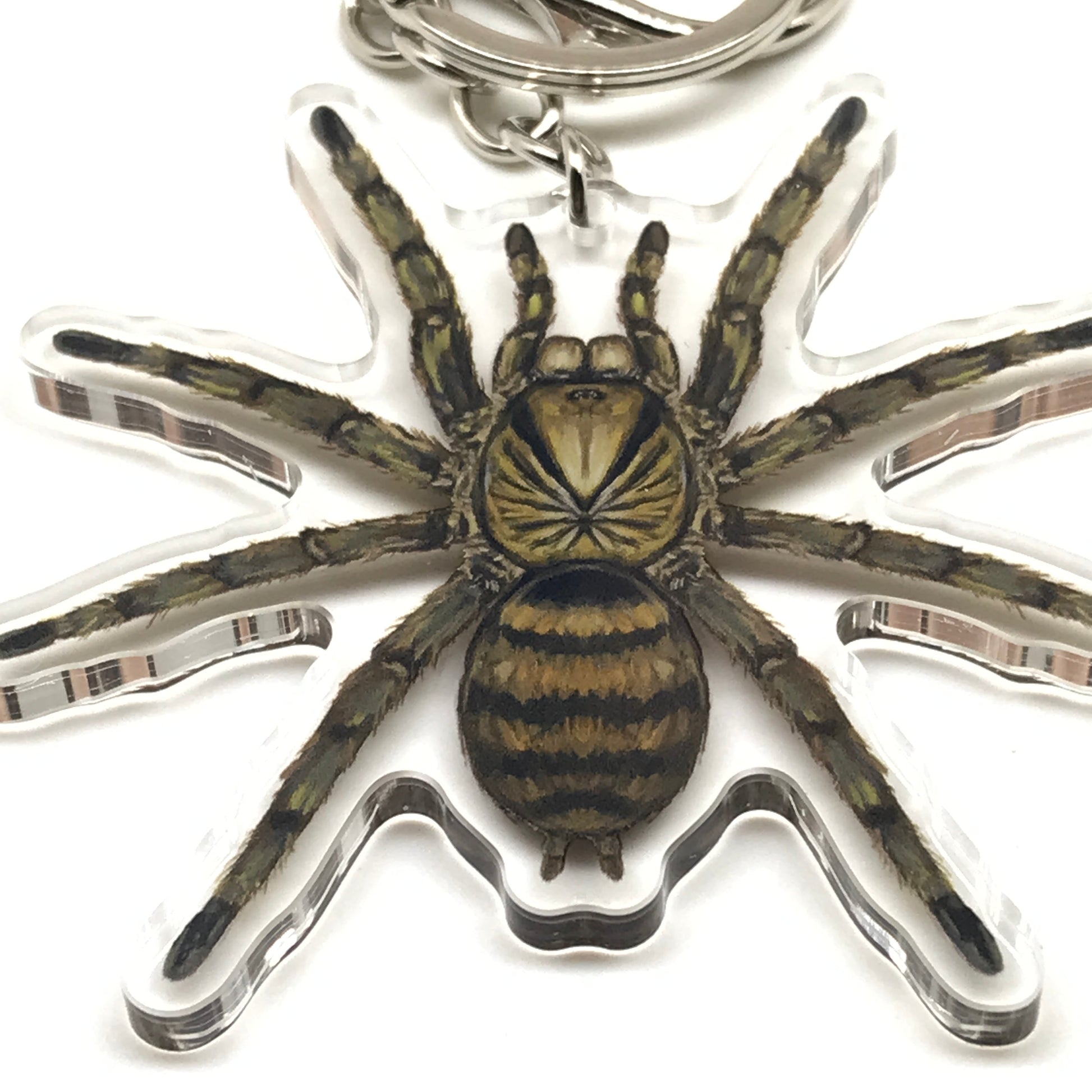 Trinidad Olive Tarantula Keychain, Neoholothele Incei Acrylic Charm from The Silk Ranch